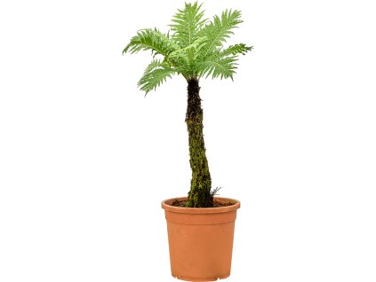 Blechnum gibbum V100cm