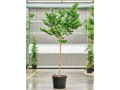 Bulnesia arborea V325cm