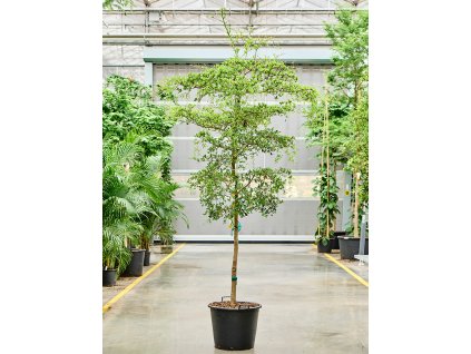 Bucida buceras 'Shady Lady' (300-350) R55cm V325cm