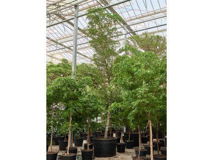 Bucida buceras 'Shady Lady' R120cm V650cm