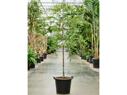 Bucida buceras 'Shady Lady' (200-250) V225cm