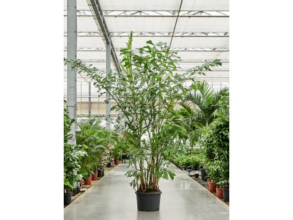 Caryota mitis V250cm
