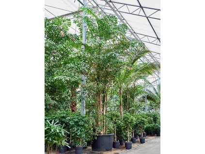 Caryota mitis (600-650) V750cm