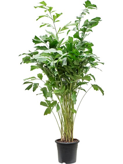 Caryota mitis V170cm