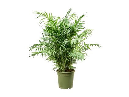 Chamaedorea elegans V110cm