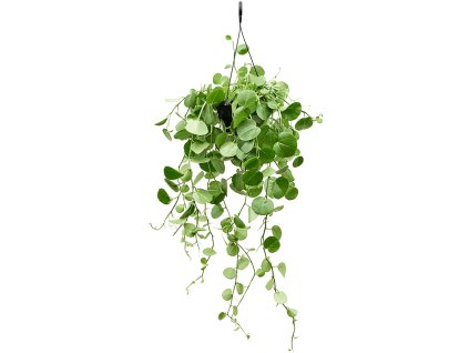 Cissus rotundifolia V50cm