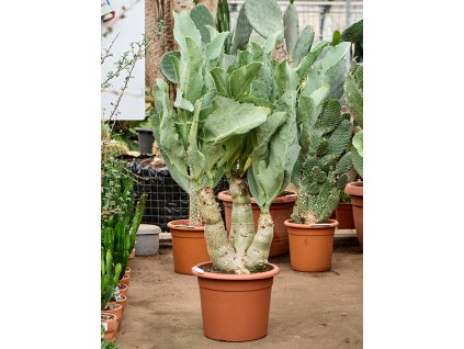 Cyphostemma juttae V85cm