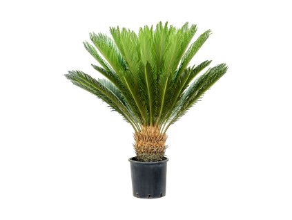 Cycas revoluta V140cm