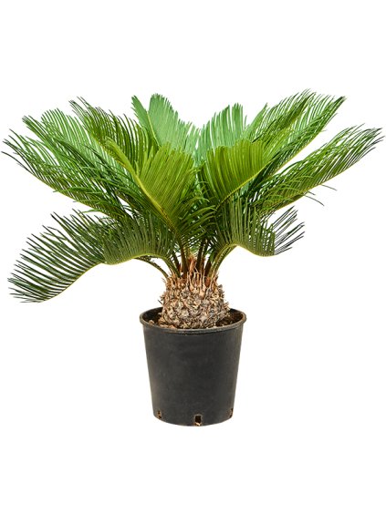 Cycas revoluta V65cm