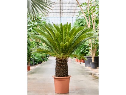 Cycas revoluta V160cm