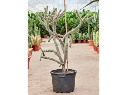 Cylindropuntia spinosior V110cm
