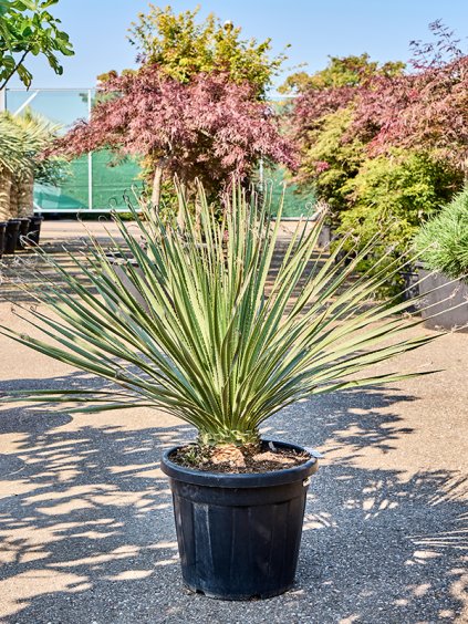 Dasylirion serratifolium V90cm