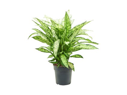 Dieffenbachia 'Vesuvius' V70cm