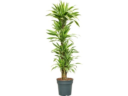 Dracaena fragrans 'Lemon Lime' V160cm