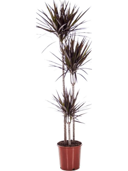 Dracaena marginata 'Magenta' V140cm