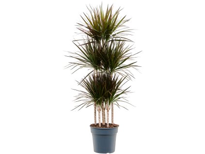 Dracaena marginata 'Magenta' V150cm