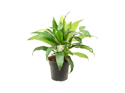 Dracaena bright V40cm