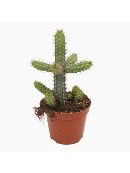 Euphorbia baioensis V20cm