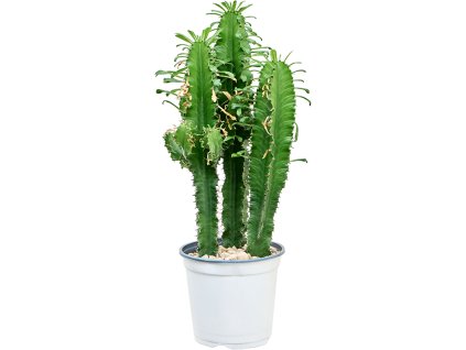 Euphorbia erytrea V90cm