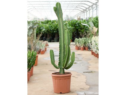 Euphorbia ingens V140cm