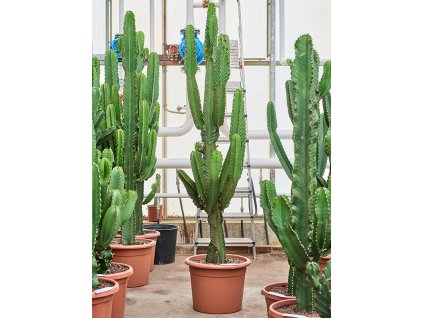 Euphorbia ingens V190cm