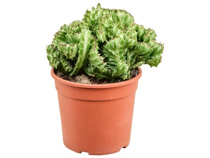 Euphorbia lactea 'Cristata' V30cm