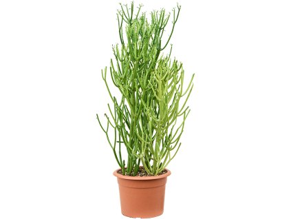 Euphorbia tirucalli V75cm