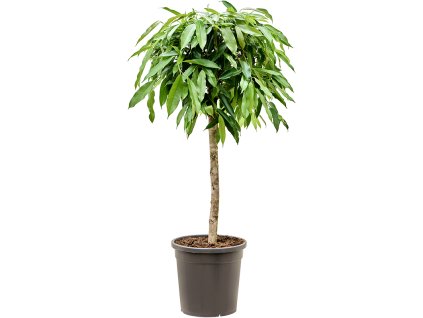 Ficus binnendijkii 'Amstel King' V125cm