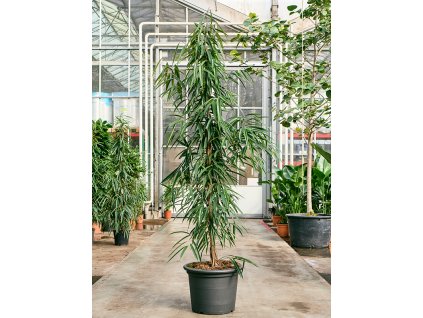 Ficus binnendijkii 'Alii' V240cm