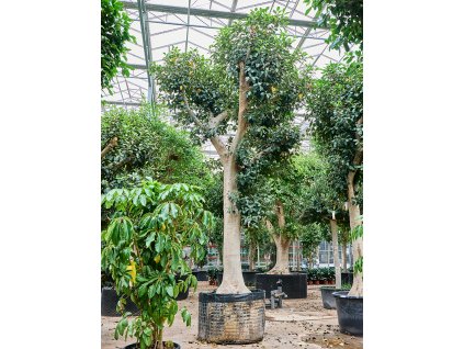 Ficus rubiginosa 'Australis' V500cm