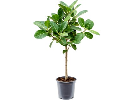 Ficus benghalensis 'Audrey' V95cm