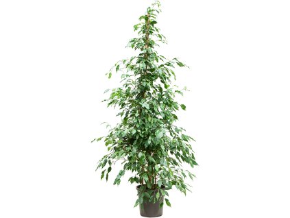 Ficus benjamina 'Exotica' V210cm