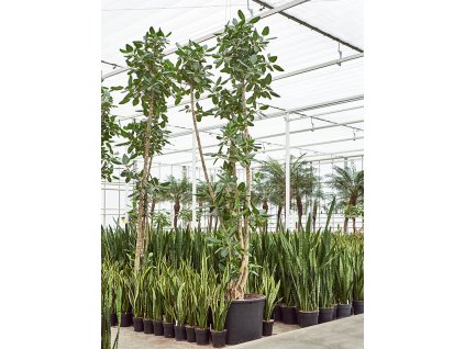 Ficus benghalensis V450cm