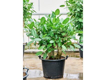 Ficus benghalensis V80cm