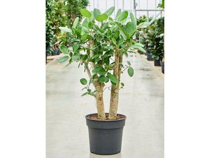 Ficus benghalensis V100cm