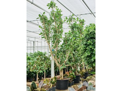 Ficus benghalensis V400cm