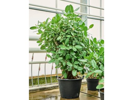 Ficus benghalensis V150cm
