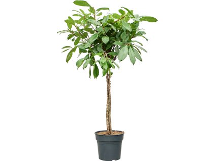 Ficus cyathistipula V160cm