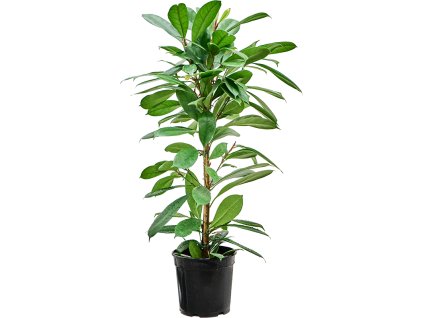 Ficus cyathistipula V100cm