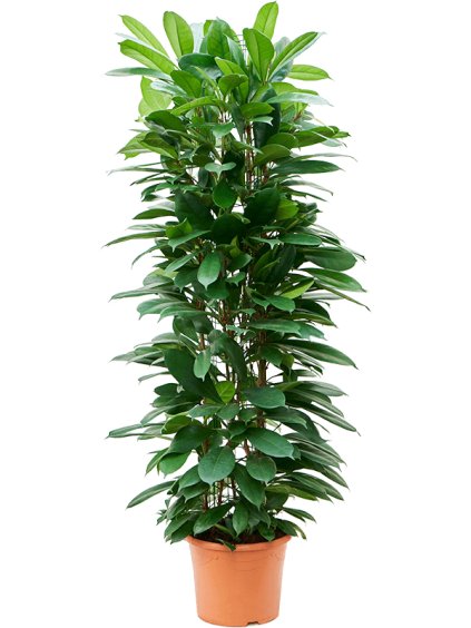 Ficus cyathistipula V150cm