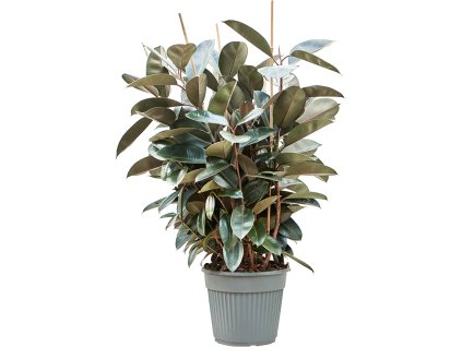 Ficus elastica 'Abidjan' V120cm