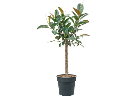 Ficus elastica 'Melany' V80cm