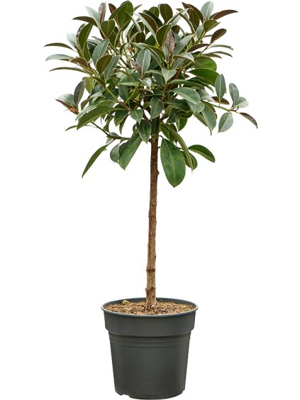 Ficus elastica 'Melany' R30cm V140cm