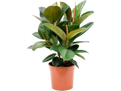Ficus elastica 'Robusta' V60cm