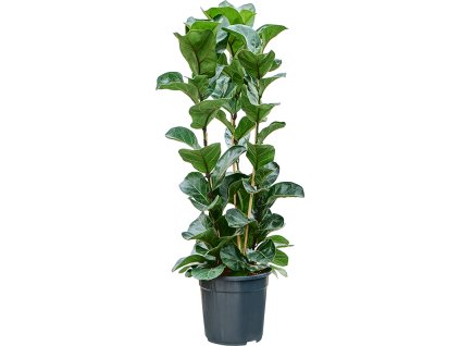 Ficus lyrata bambino V90cm
