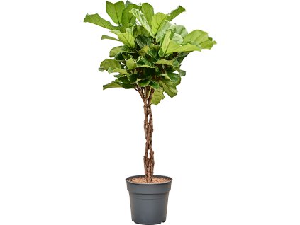 Ficus lyrata V140cm