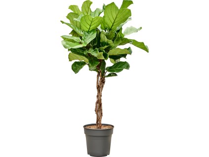 Ficus lyrata V120cm