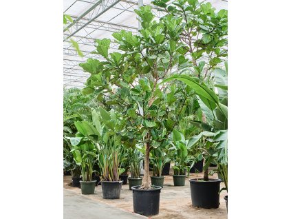 Ficus lyrata (400-500) V475cm