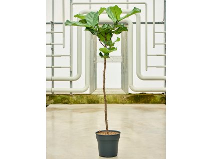 Ficus lyrata V160cm