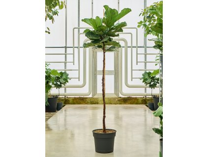 Ficus lyrata V200cm